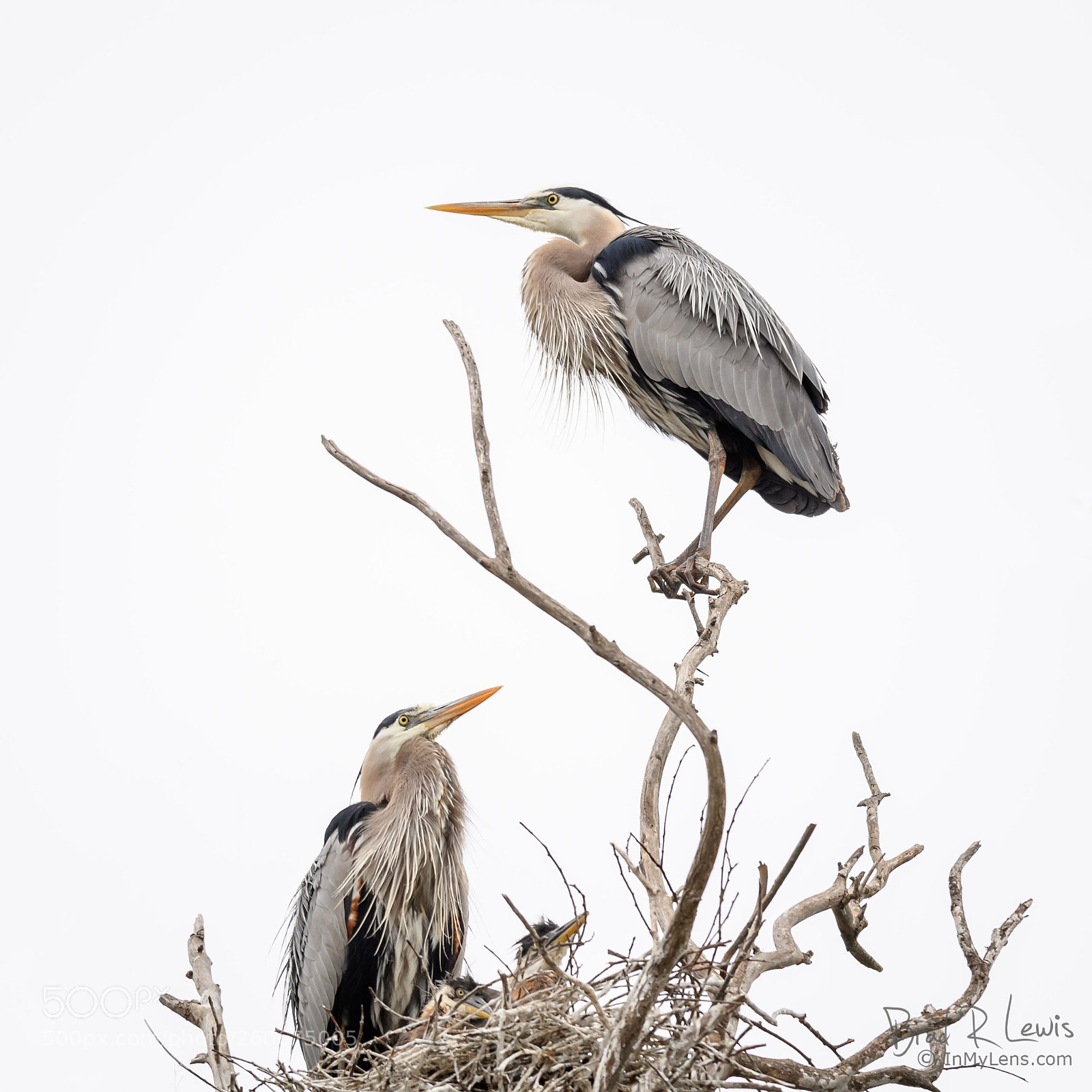 Nikon D5 sample photo. Great blue heron photography