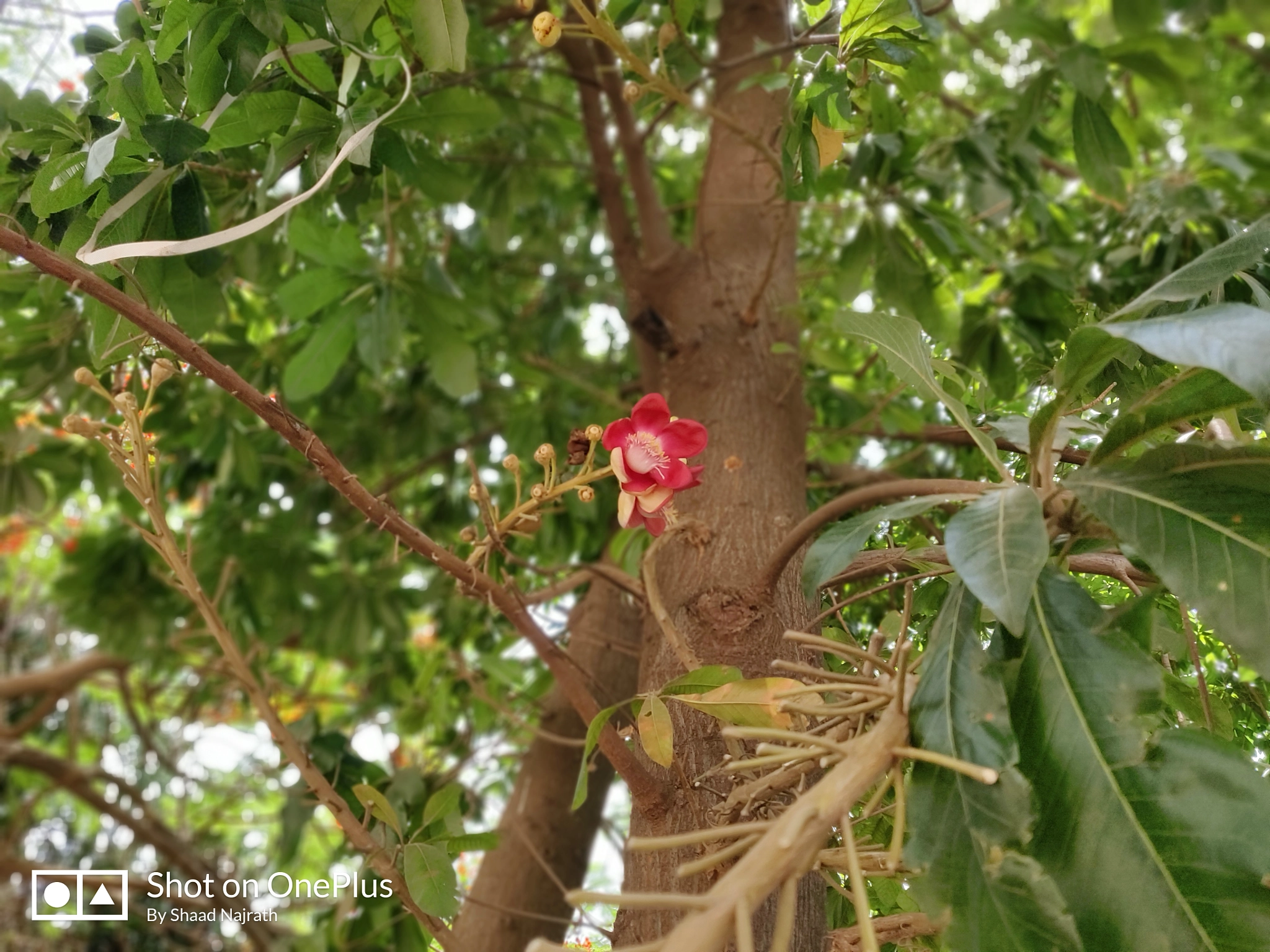 OnePlus A6000 sample photo. The lone bloomer... photography