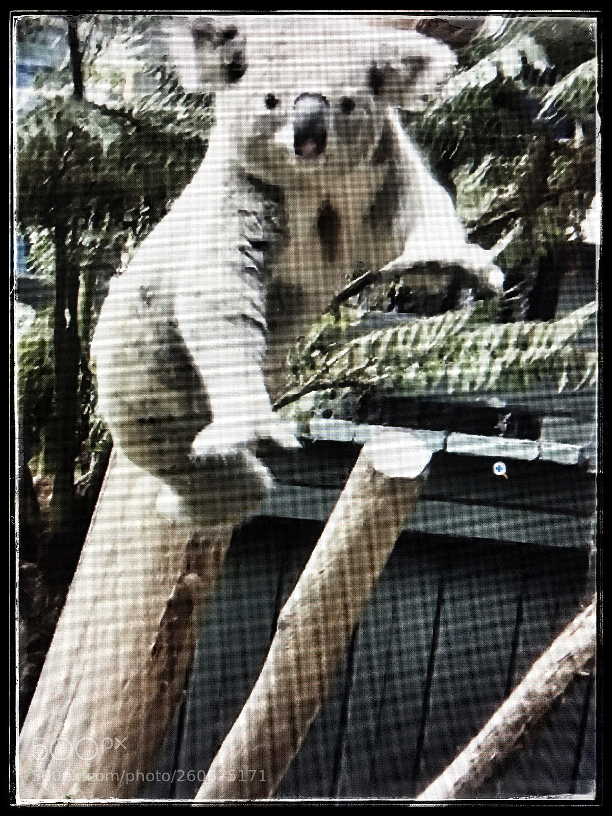 Apple iPhone 6 Plus sample photo. Popmixer.a koala is a photography