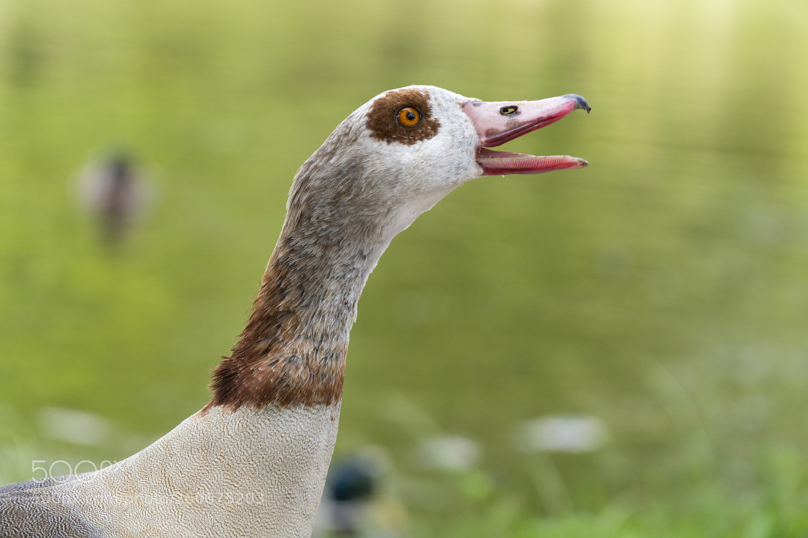 Sony a6300 sample photo. Happy duck photography