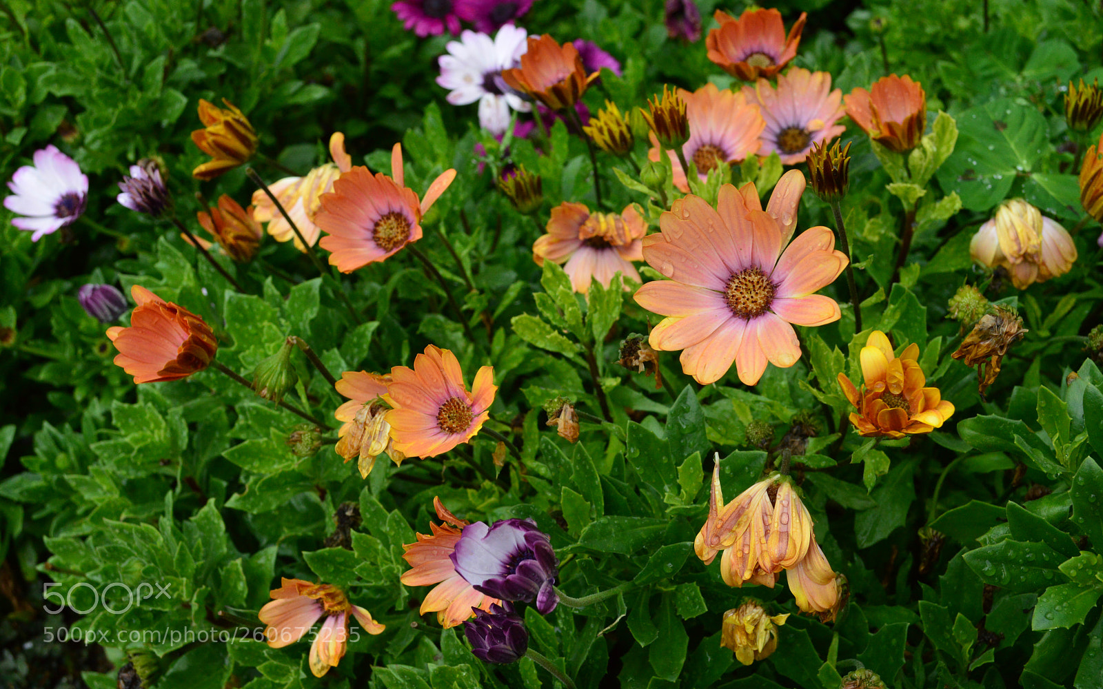 Nikon D3200 sample photo. After the rain photography