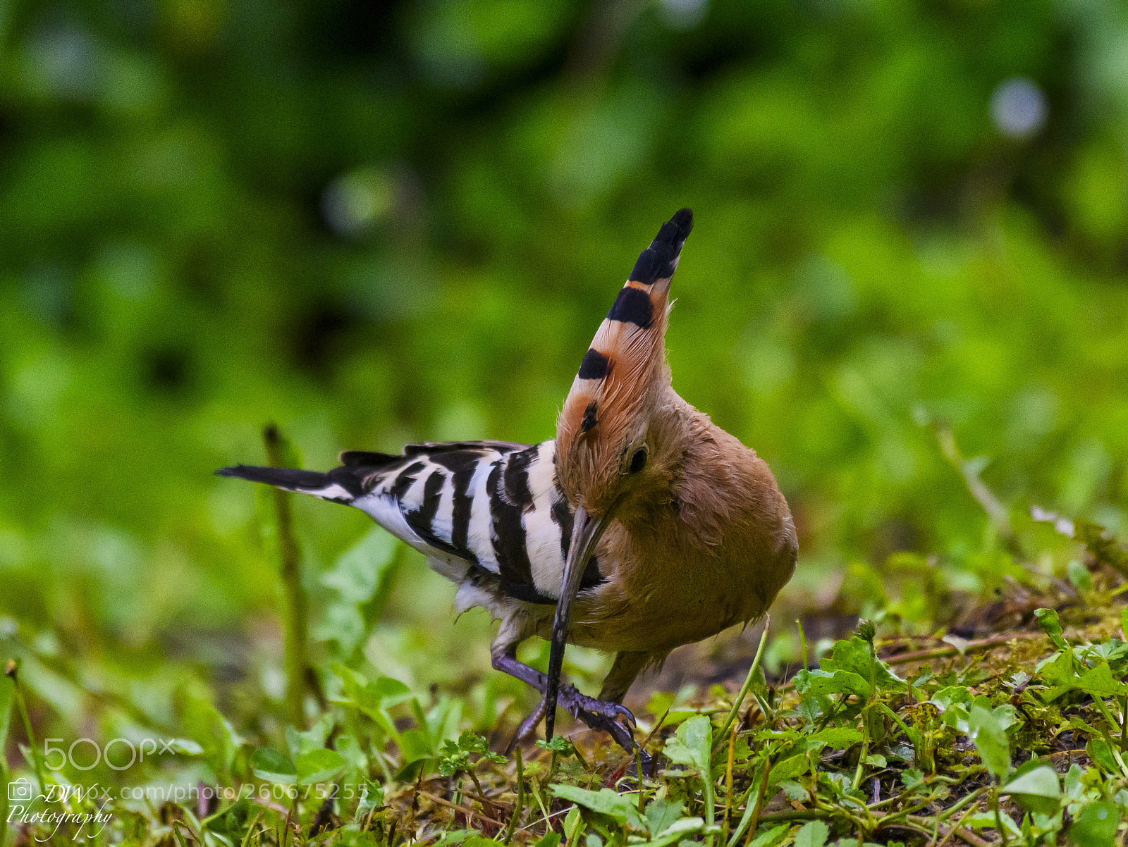 Nikon D500 sample photo. Hoopoe searching for food photography