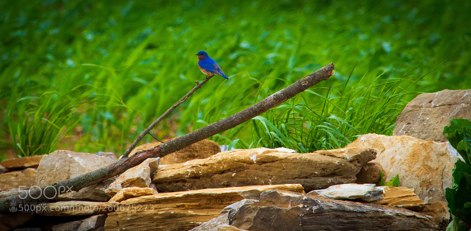 Canon EOS 7D sample photo. Eastern bluebird photography