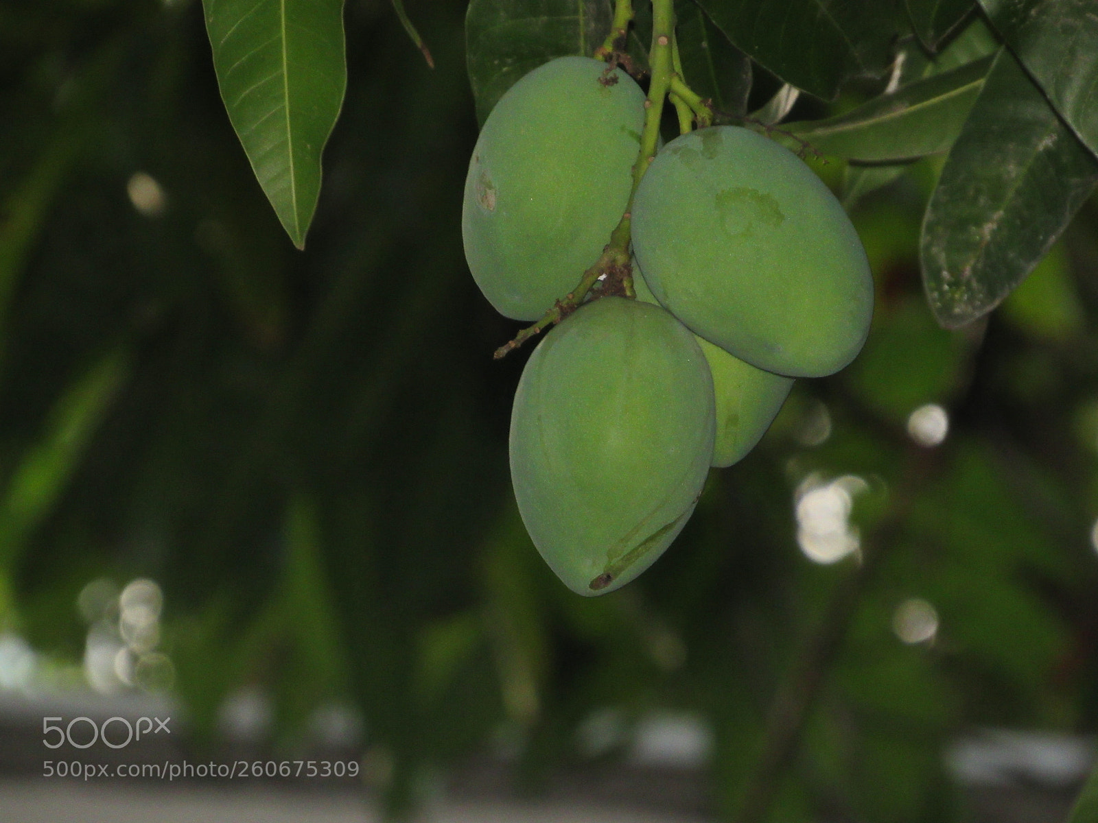 Canon PowerShot SX530 HS sample photo. [] photography