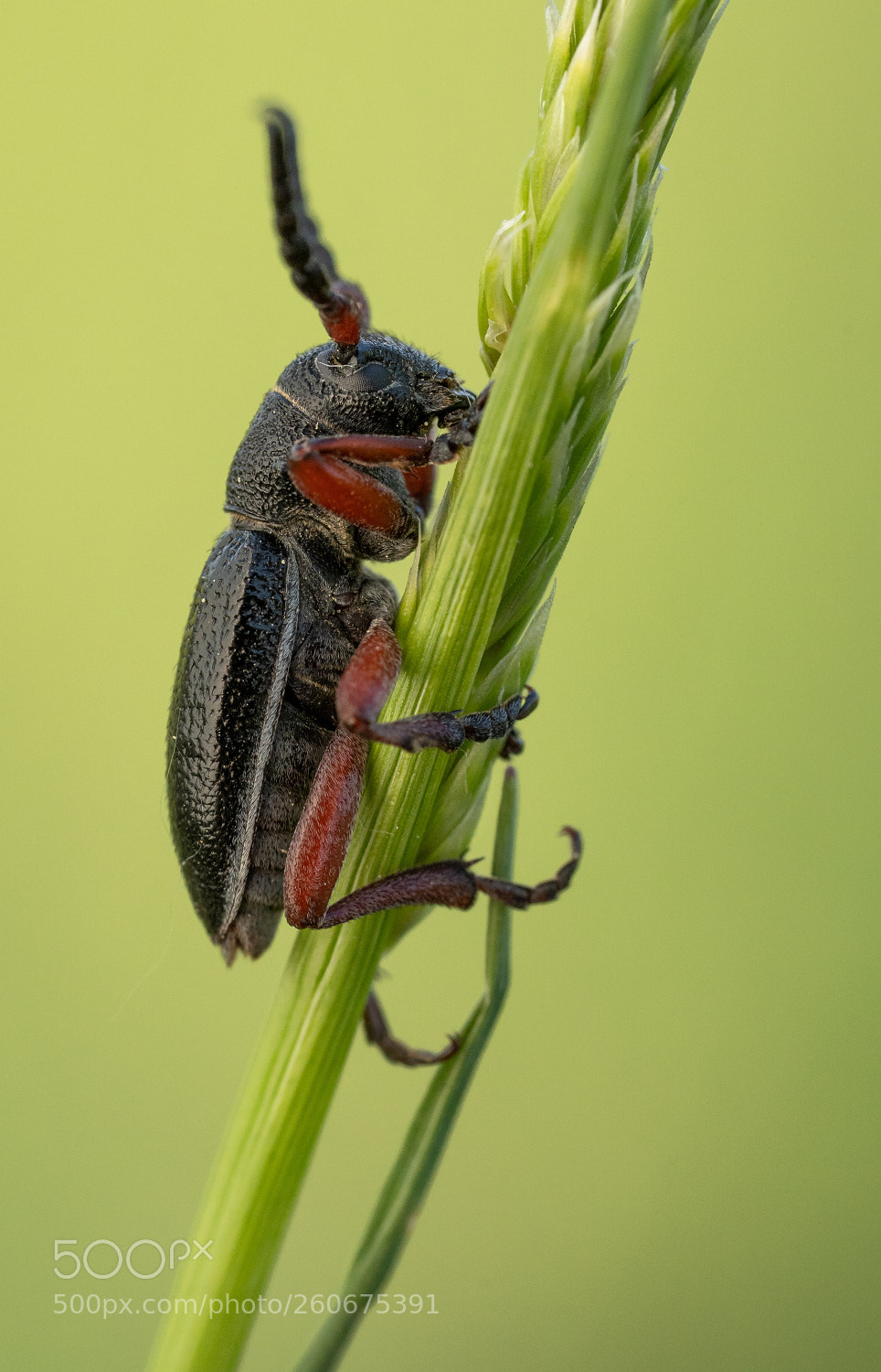 Sony a7 III sample photo. Dorcadion pedestre photography