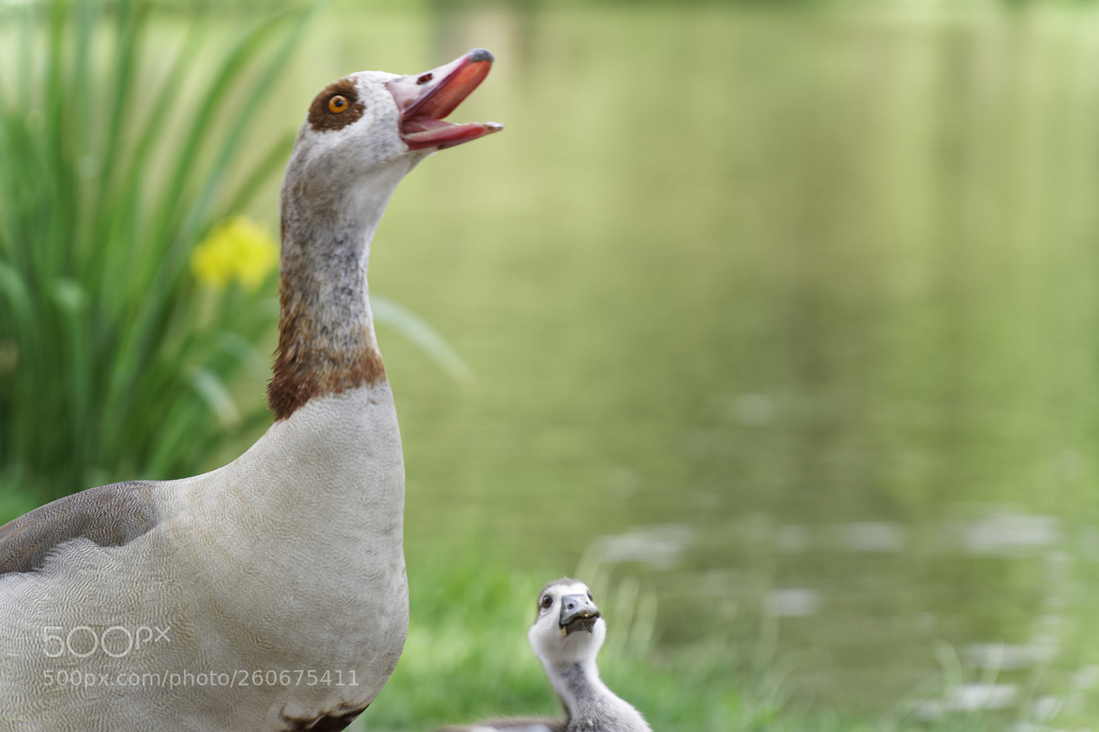 Sony a6300 sample photo. Duck photography