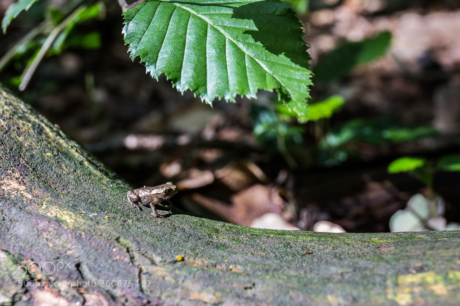Canon EOS 6D sample photo. Little frog photography