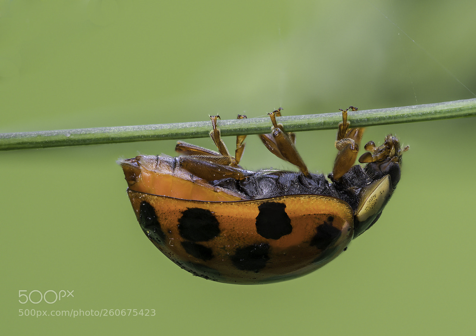 Olympus OM-D E-M1 Mark II sample photo. Coccinella septempunctata photography
