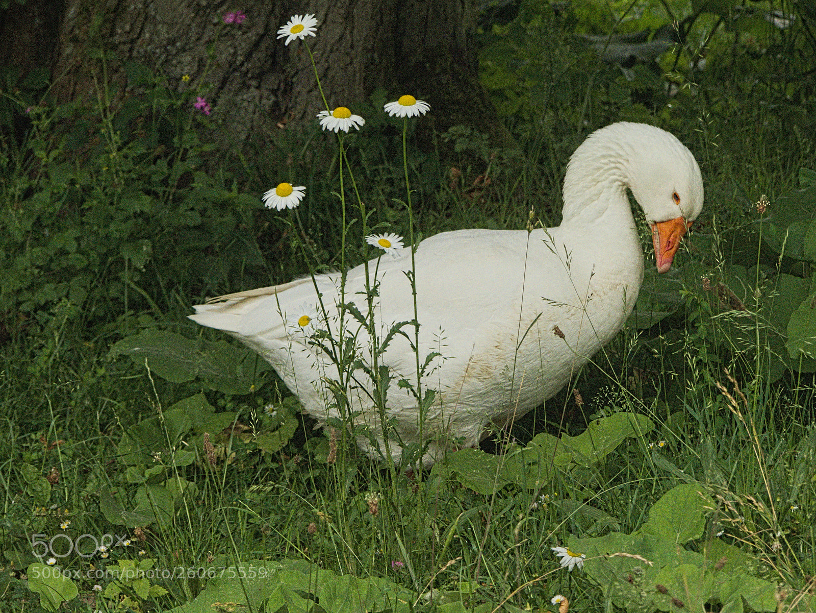Panasonic Lumix DMC-FZ200 sample photo. Gans photography
