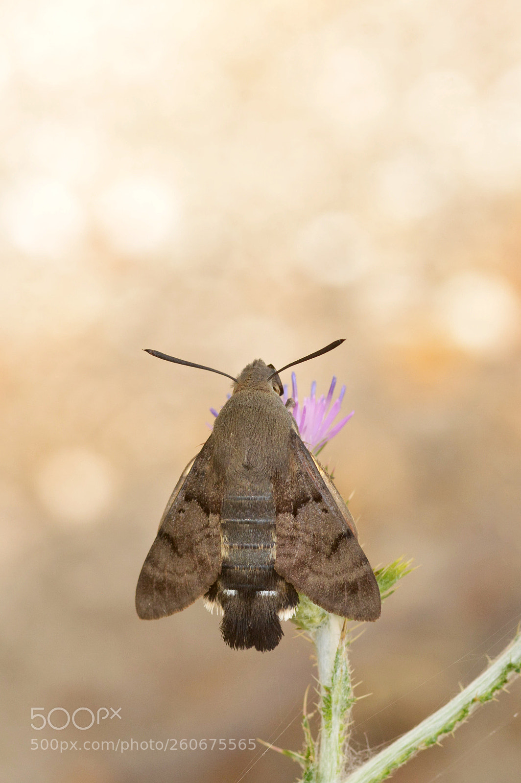 Nikon D7100 sample photo. Hummingbird hawk-moth photography