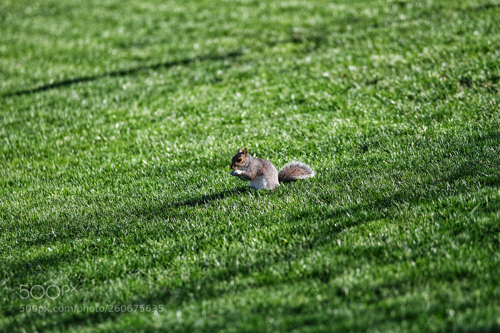 Canon EOS 7D sample photo. Neighbor squirrel photography