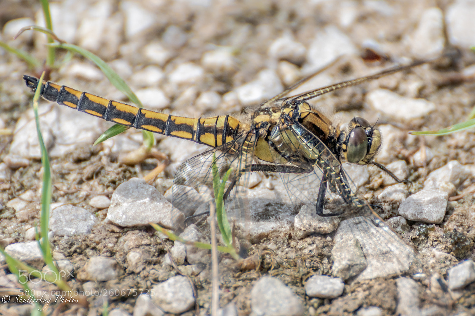 Canon EOS 80D sample photo. Dragonfly photography