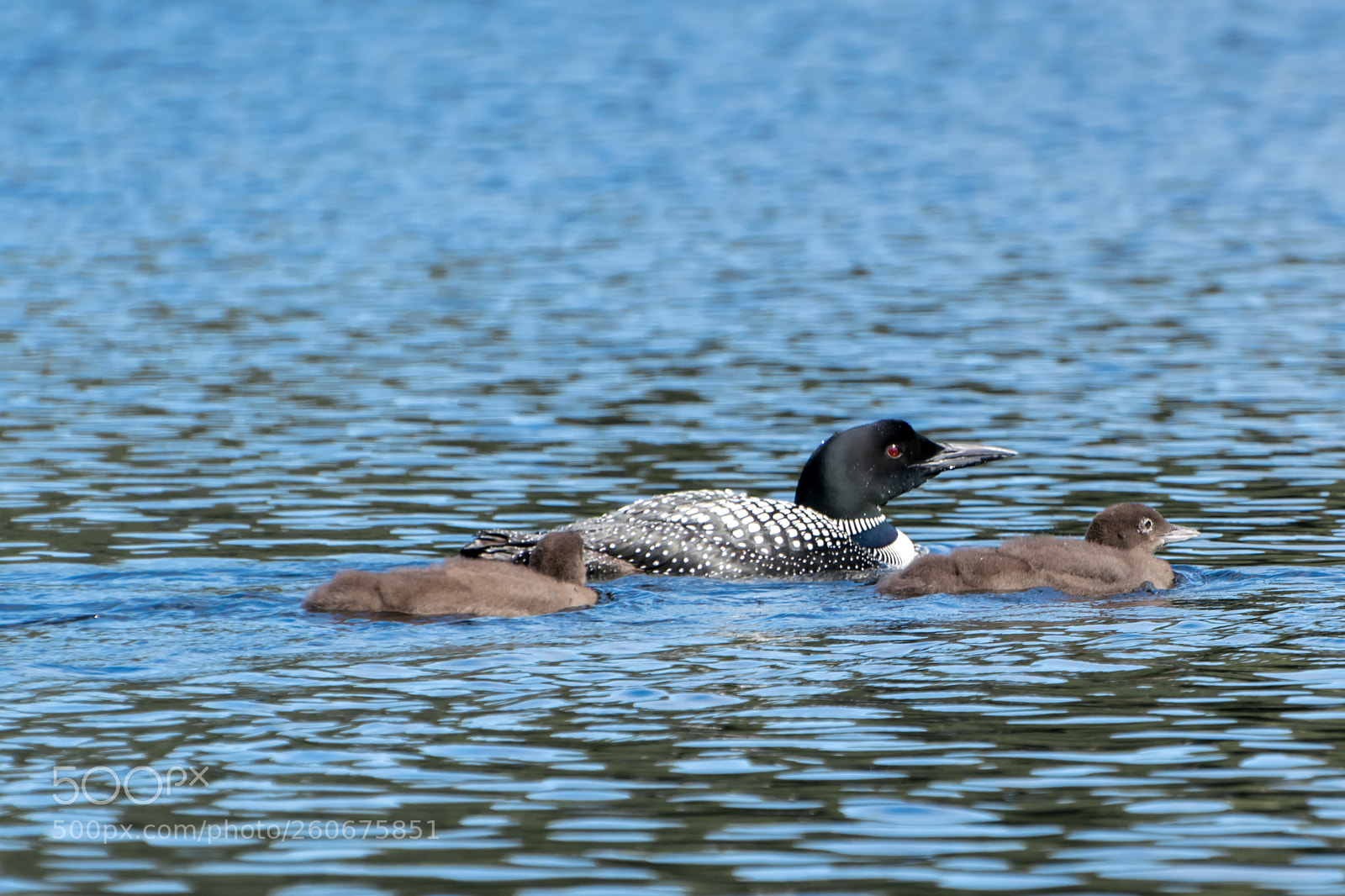 Nikon D3300 sample photo. Loon family photography