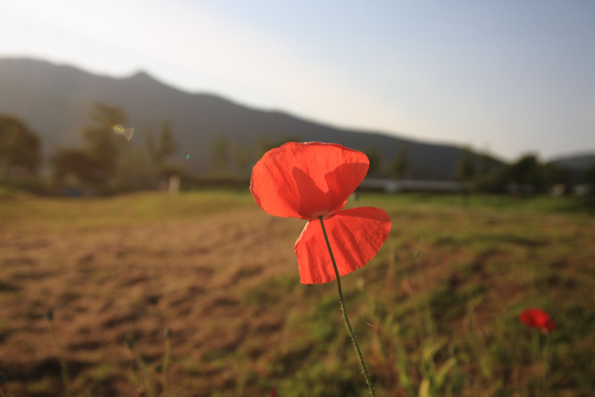 Sigma 17-35mm f/2.8-4 EX DG Aspherical HSM sample photo. Butterfly or flower? photography