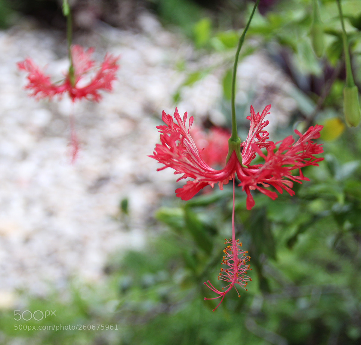 Canon EOS 1300D (EOS Rebel T6 / EOS Kiss X80) sample photo. Hanging flower photography