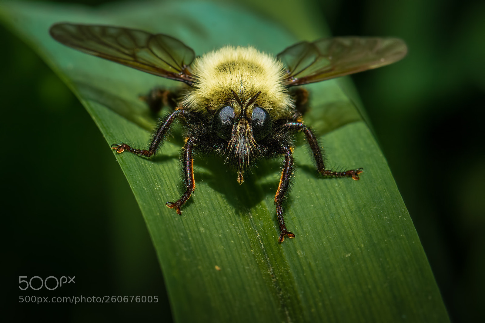Nikon D7100 sample photo. Carpenter bee 9 photography