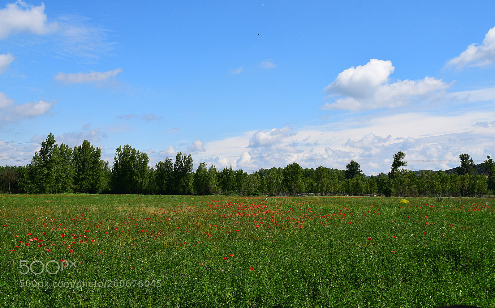Nikon D3300 sample photo. Primavera ii, le n photography
