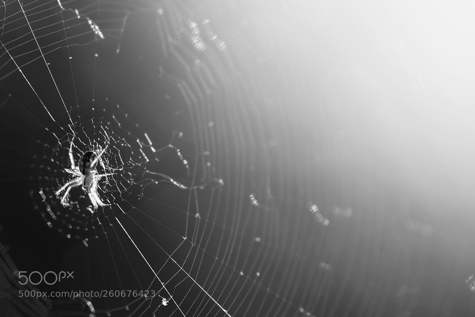 Sony SLT-A58 sample photo. Spider photography