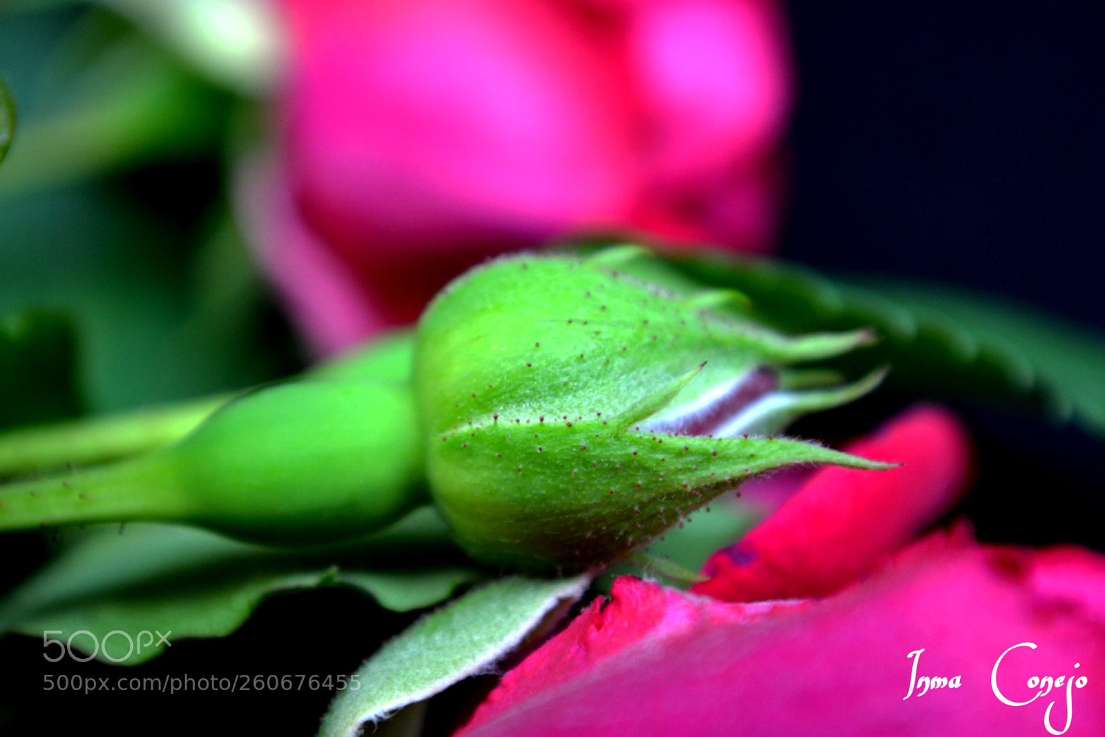 Nikon D5200 sample photo. Capullo rosa photography
