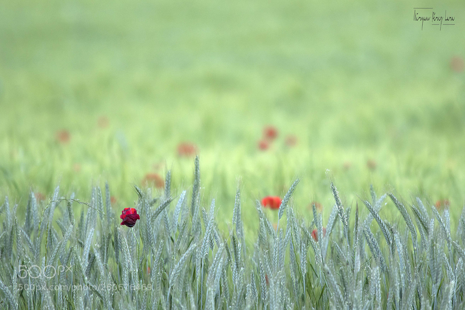 Canon EOS 7D Mark II sample photo. Casi sin querer photography