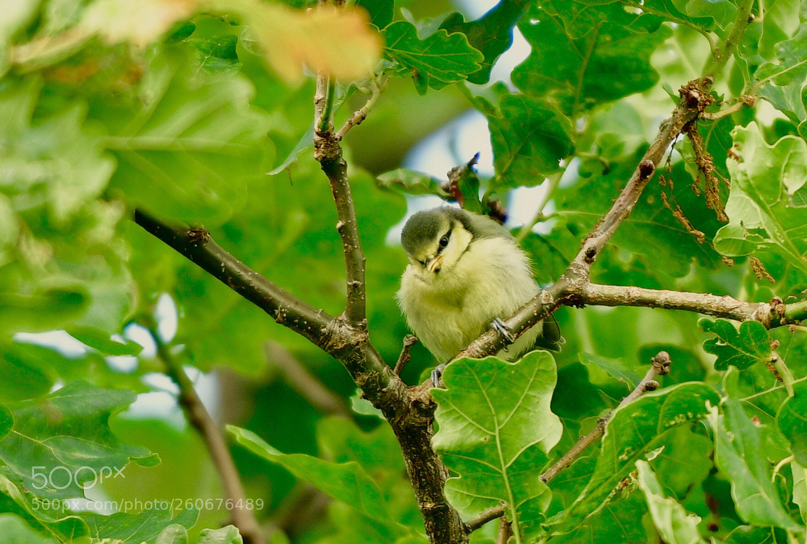 Nikon D850 sample photo. Blue tit fledgling photography