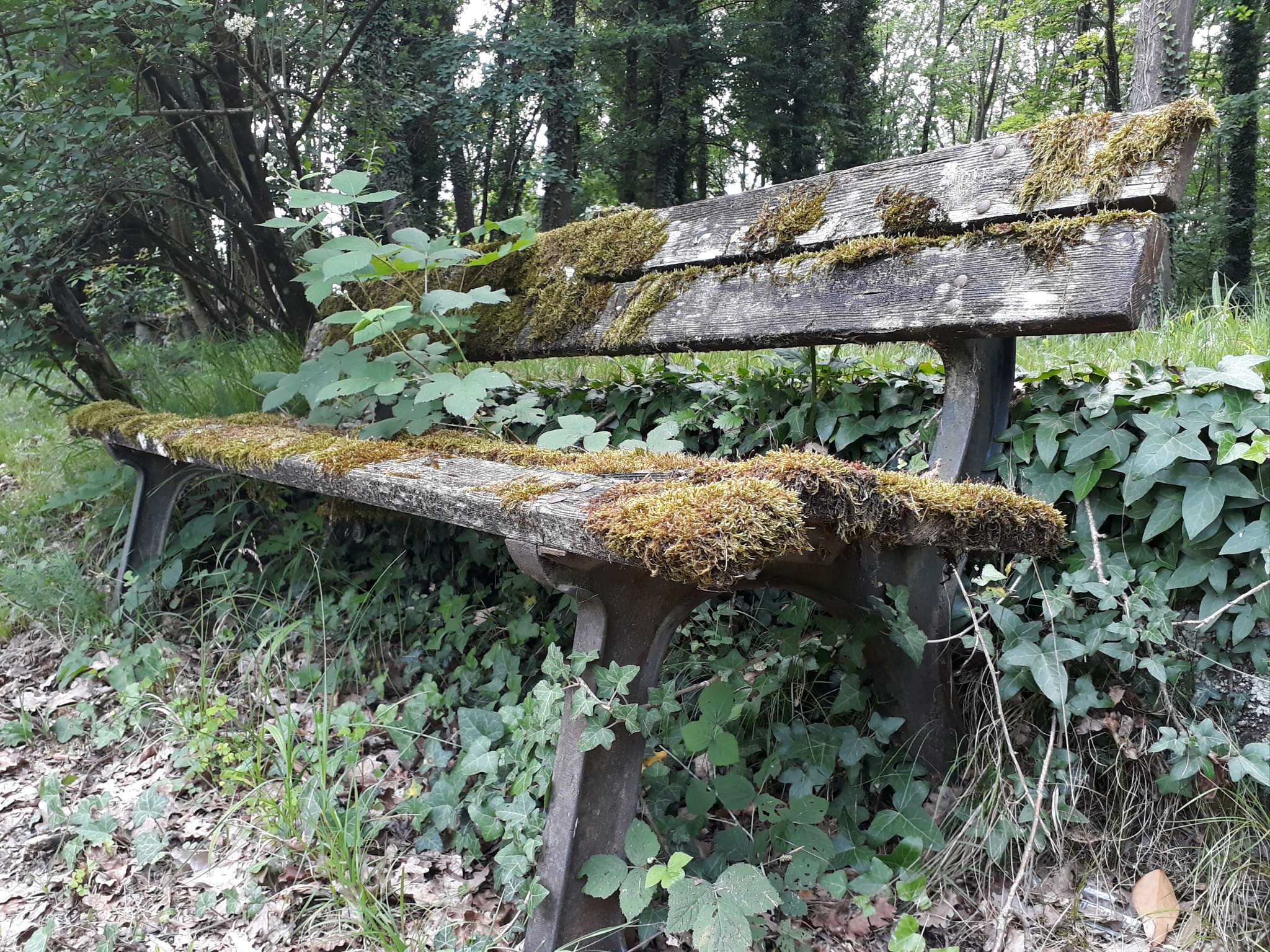 Samsung Galaxy A3(2017) sample photo. Old mossy bench photography