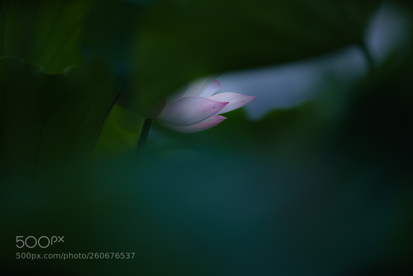 Sony a7R III sample photo. Untitled photography