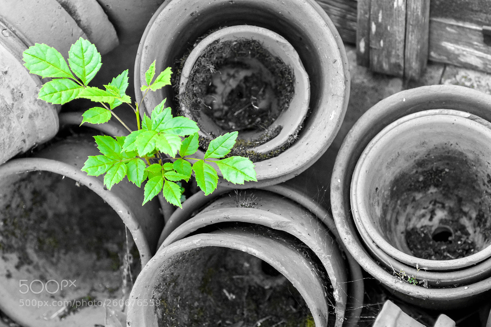 Nikon D7200 sample photo. "little weeeeeed" photography