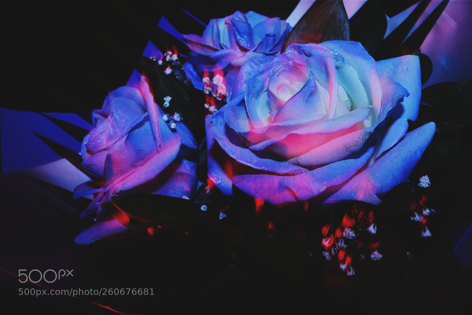 Canon EOS 700D (EOS Rebel T5i / EOS Kiss X7i) sample photo. Roses from my loved photography