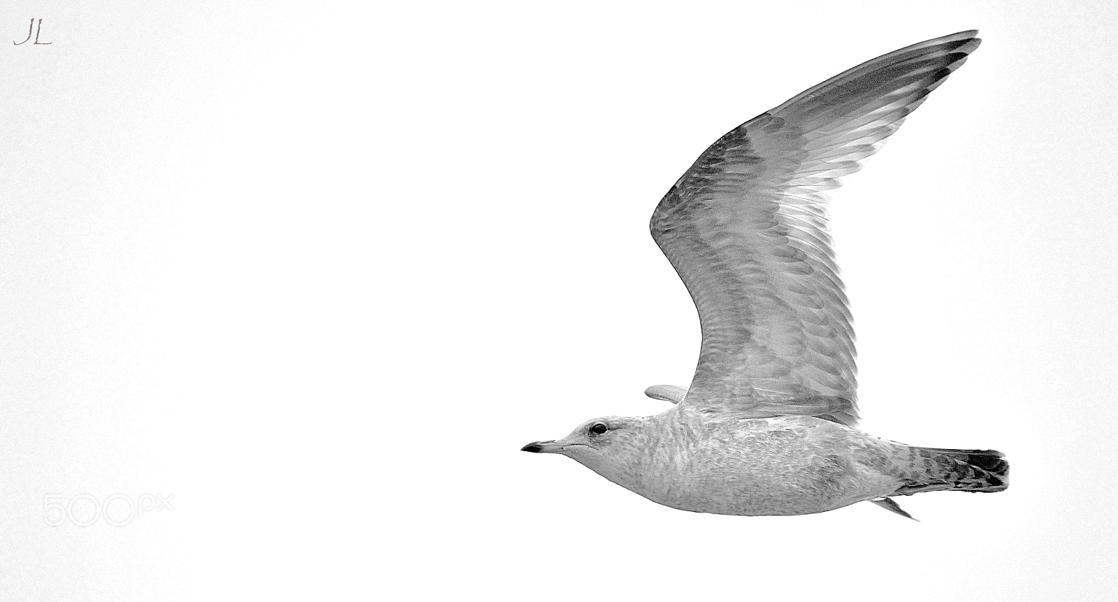 Nikon D3100 sample photo. In flight w sig dsc photography