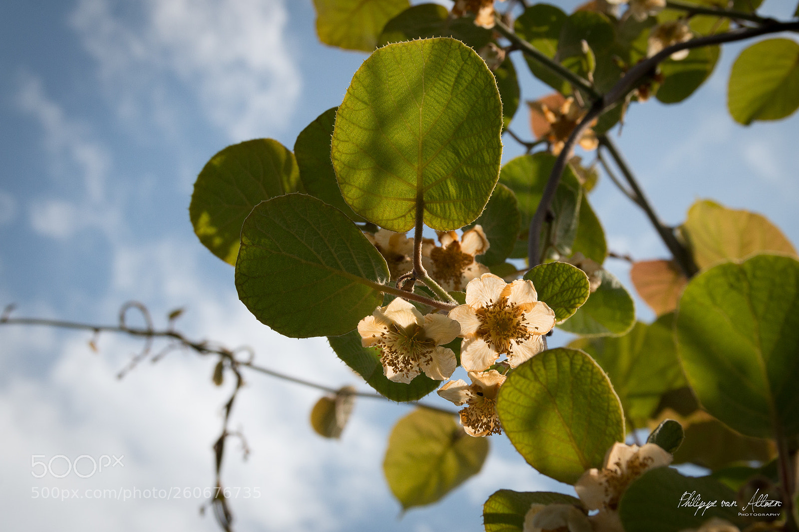 Canon EOS 70D sample photo. Kiwi flower photography