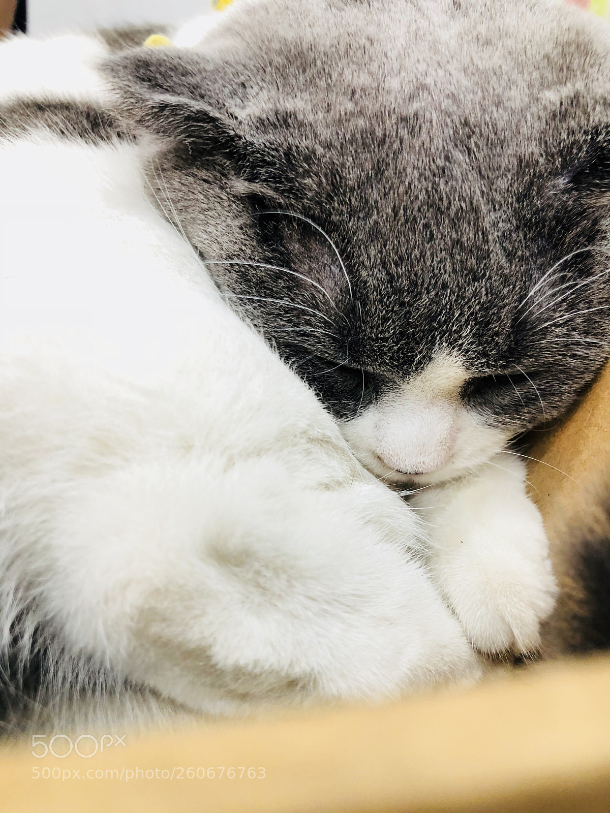 Apple iPhone 8 Plus sample photo. Sleepy  photography