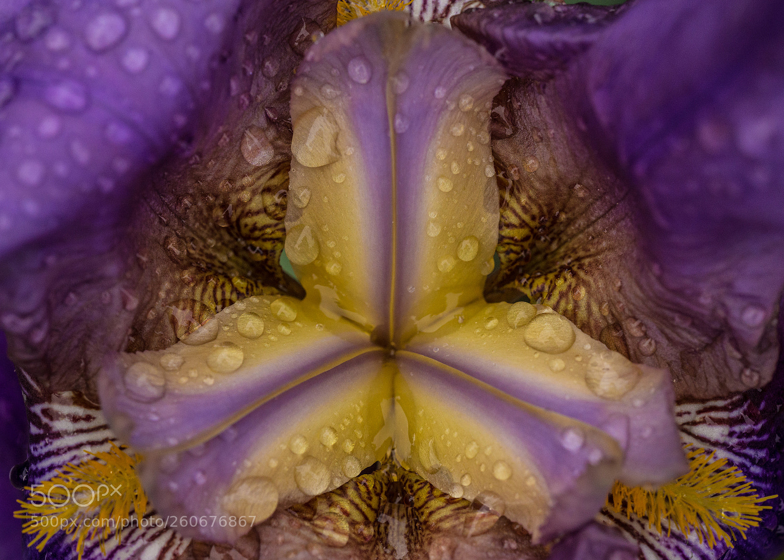 Canon EOS 6D sample photo. Inside the flower photography