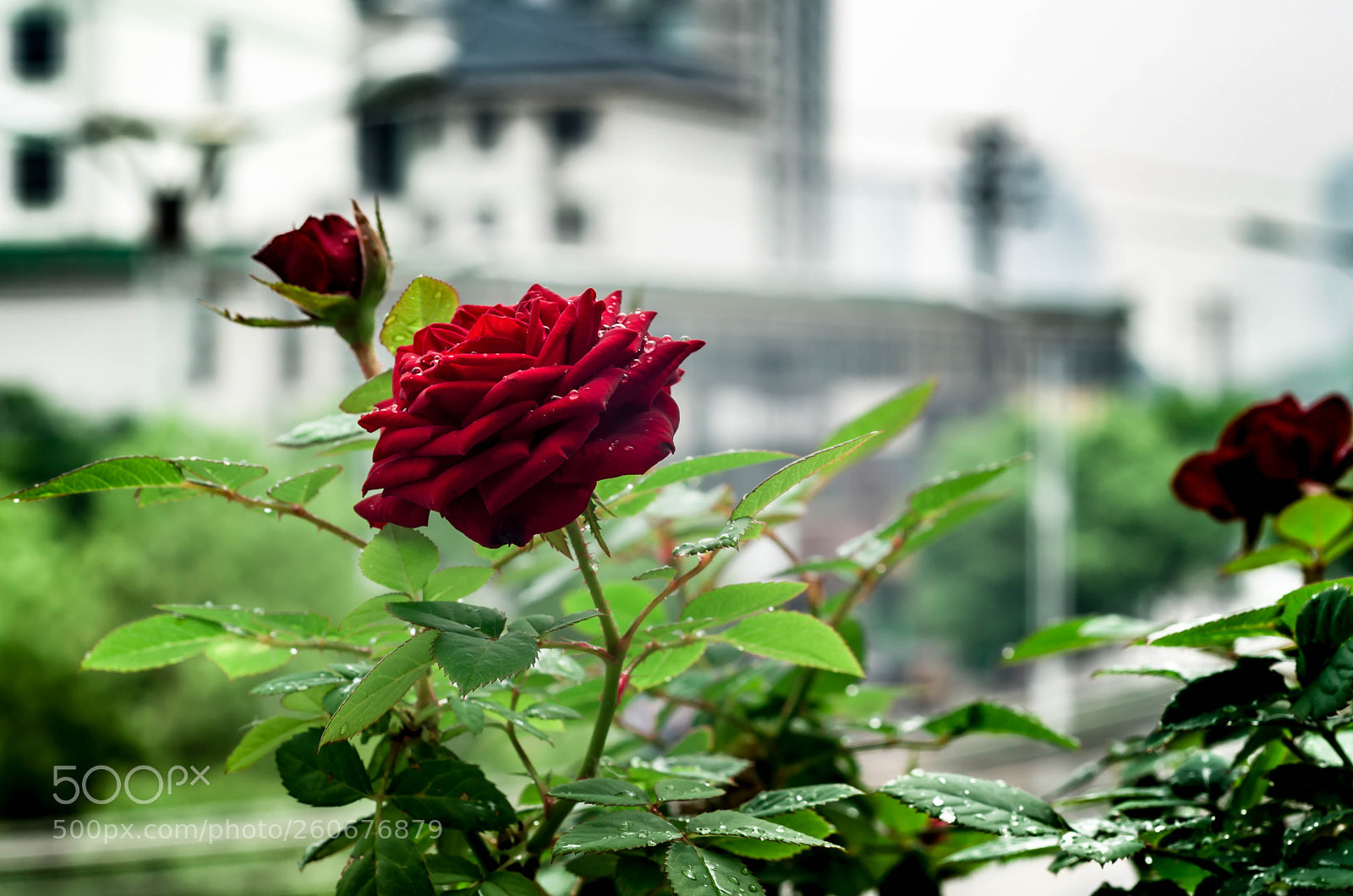 Sony Alpha DSLR-A350 sample photo. 窗外 photography