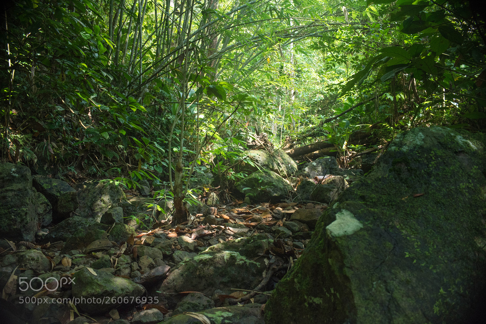 Nikon D750 sample photo. Tropical forest photography
