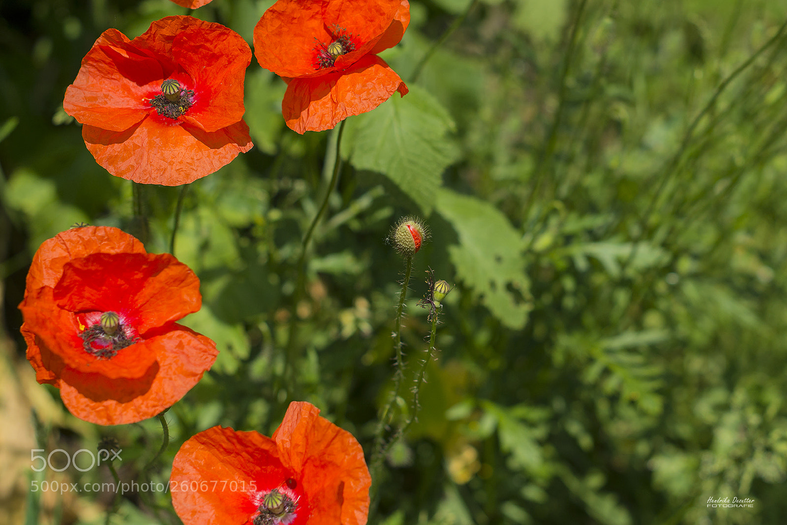 Nikon D800 sample photo. Poppies disappear others are photography