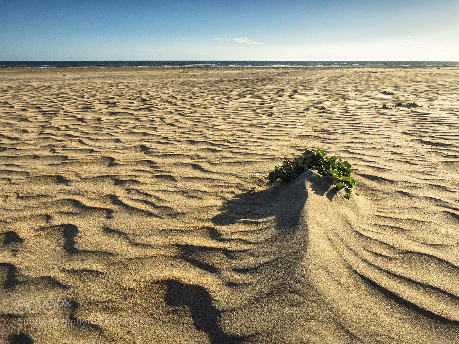 Olympus OM-D E-M5 II sample photo. Playa photography