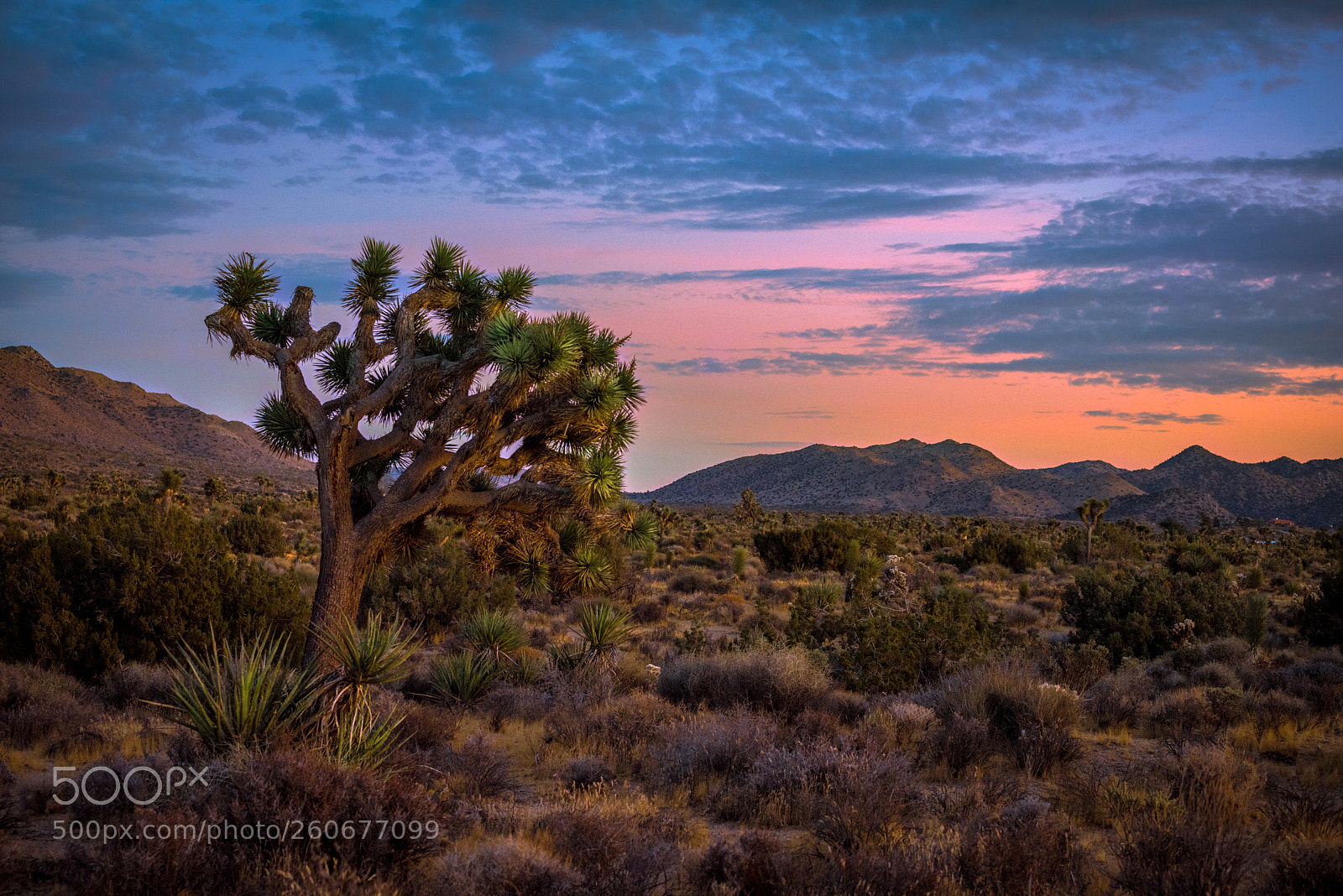 Nikon D750 sample photo. Joshua tree sunset photography