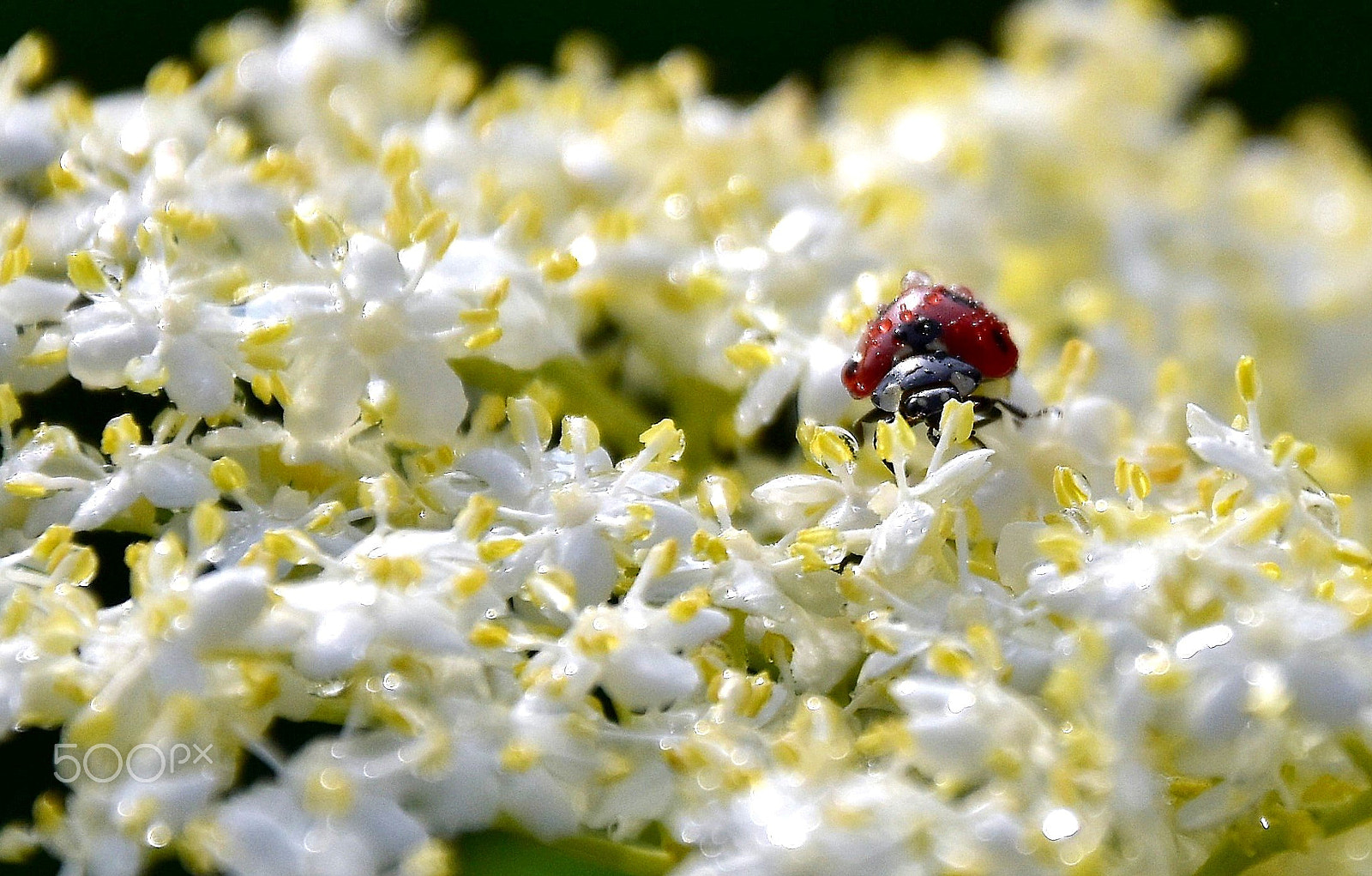 Nikon D5500 sample photo. Awakening with the dew photography