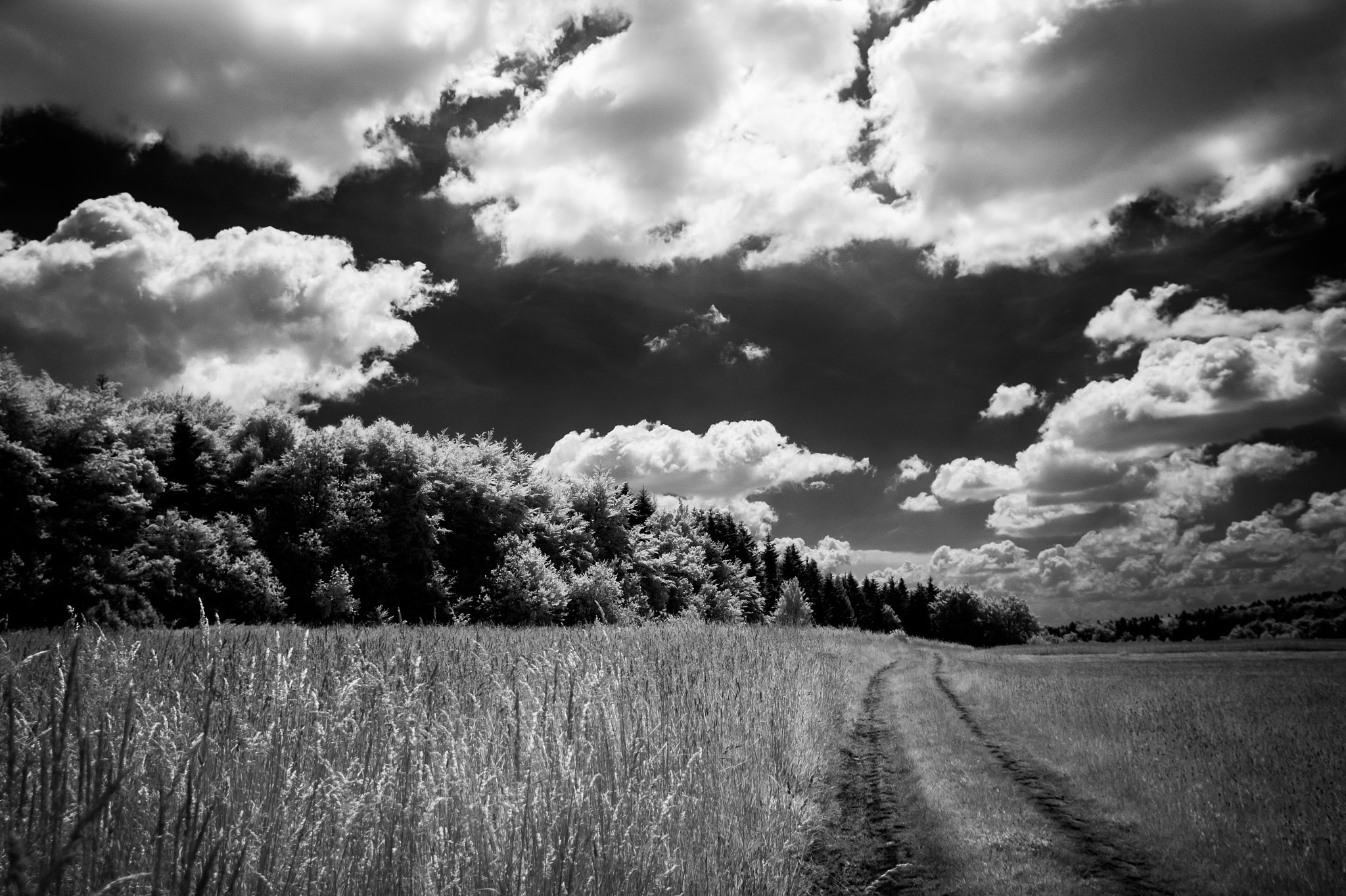 Sony Alpha a3000 sample photo. Infrared landscape photography