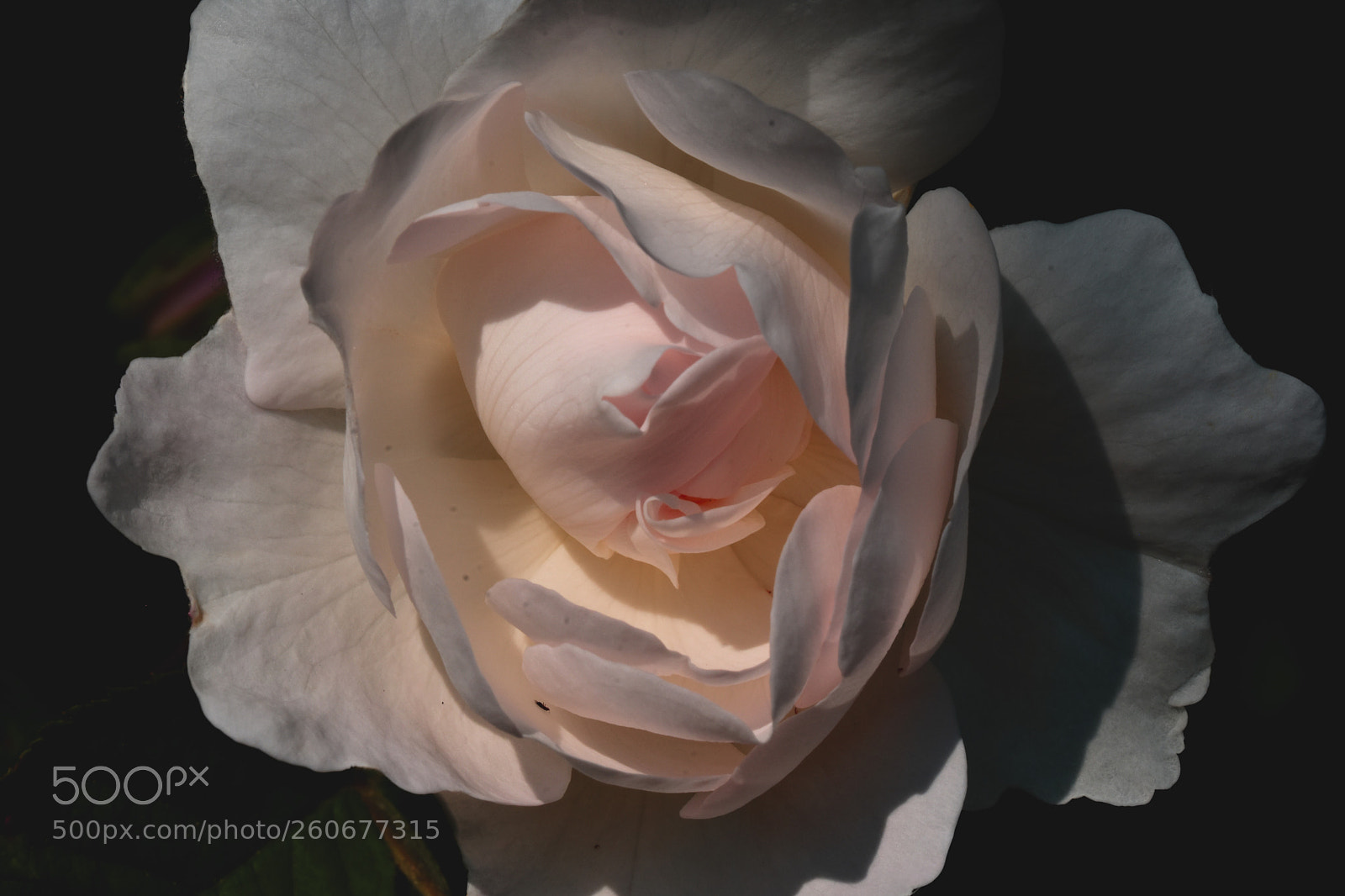 Nikon D7200 sample photo. Flower white rose photography