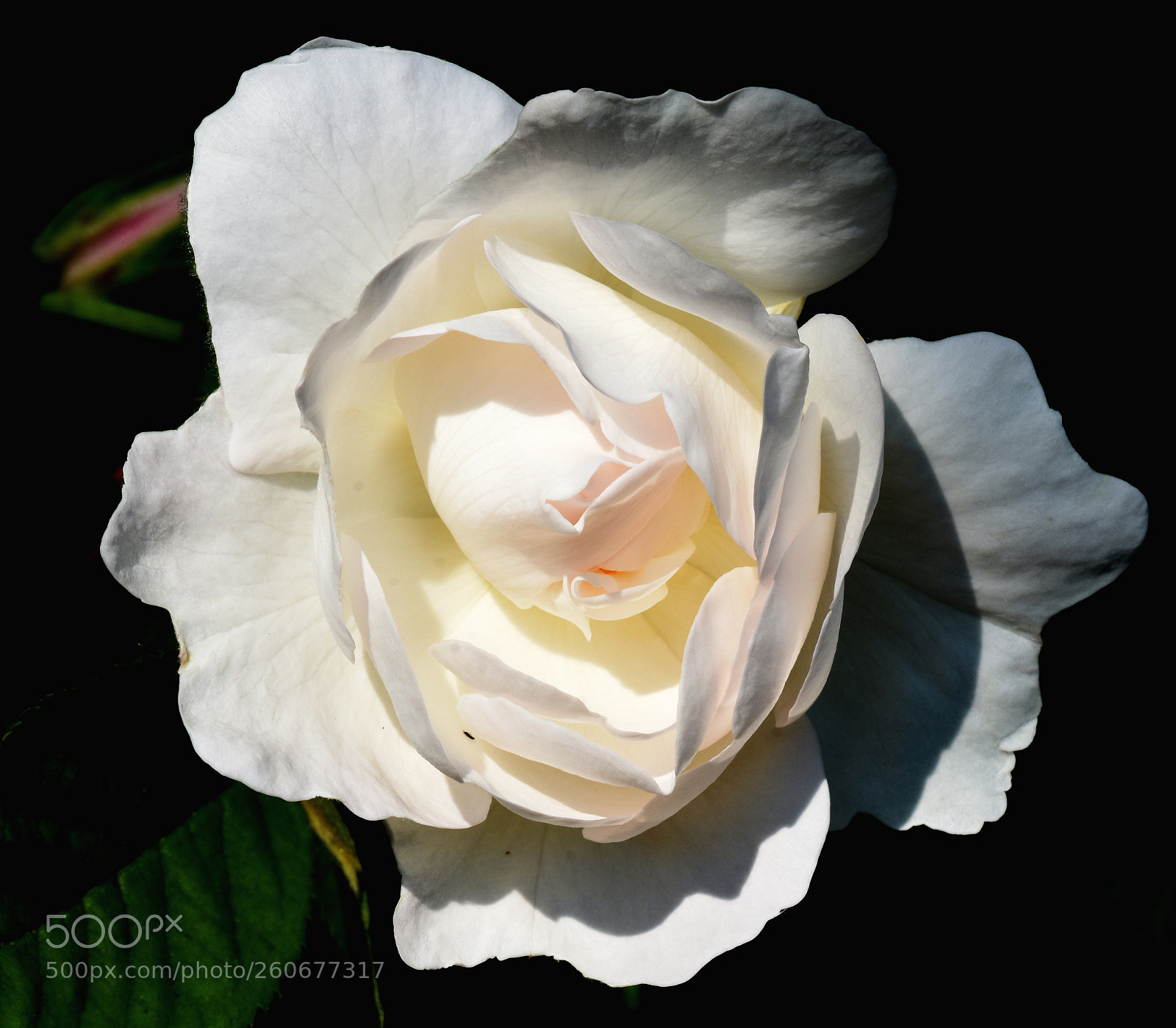 Nikon D7200 sample photo. Flower white rose photography