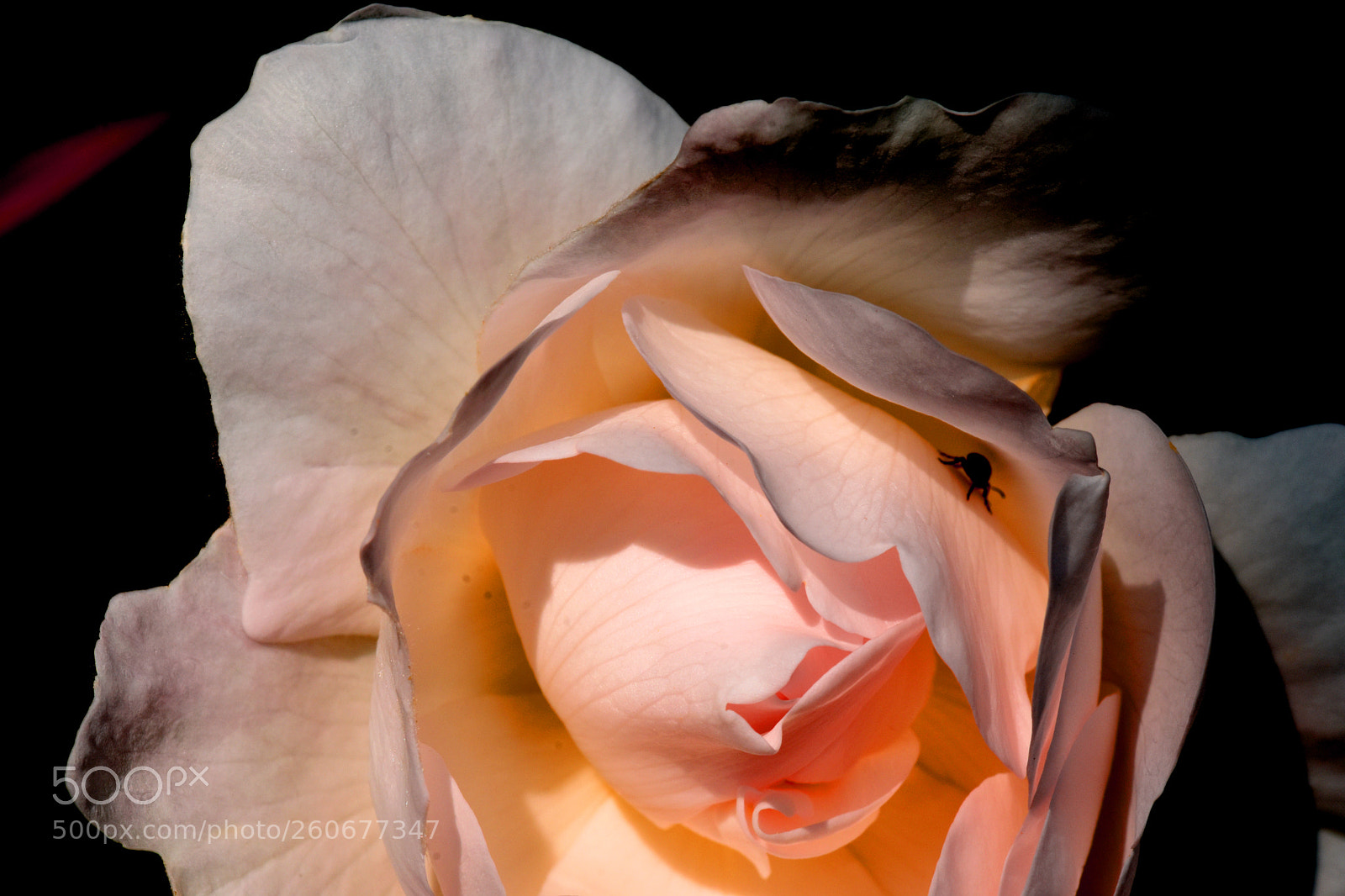 Nikon D7200 sample photo. Flower white rose photography