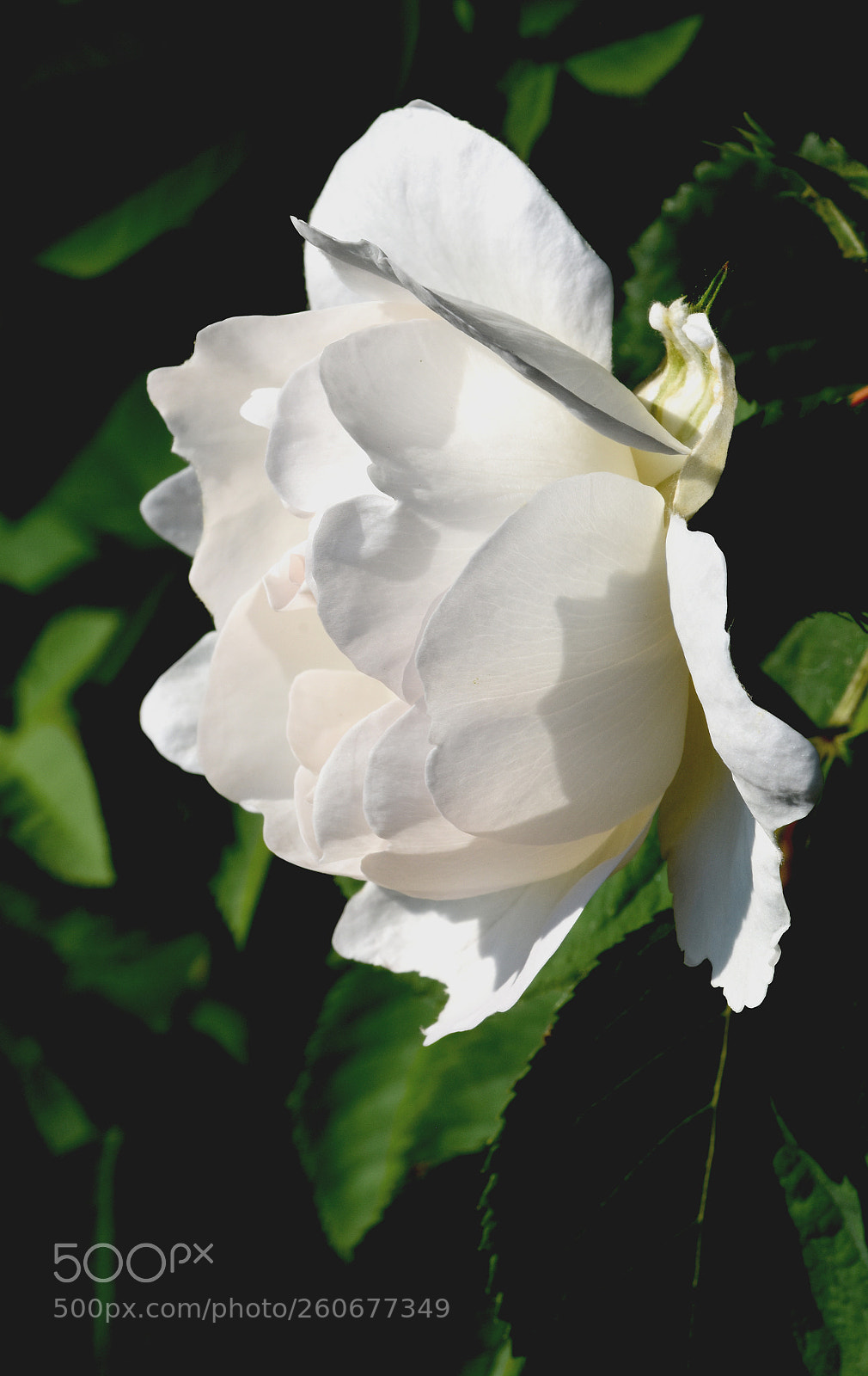 Nikon D7200 sample photo. Flower white rose photography