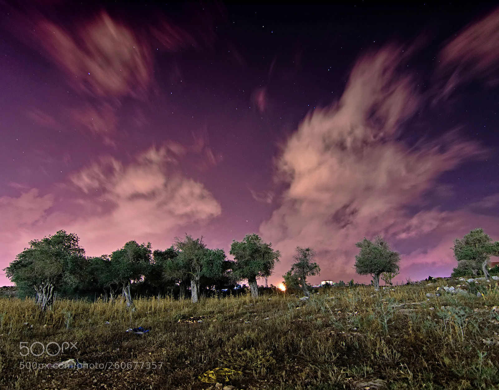 Nikon D3300 sample photo. Olive trees under the photography