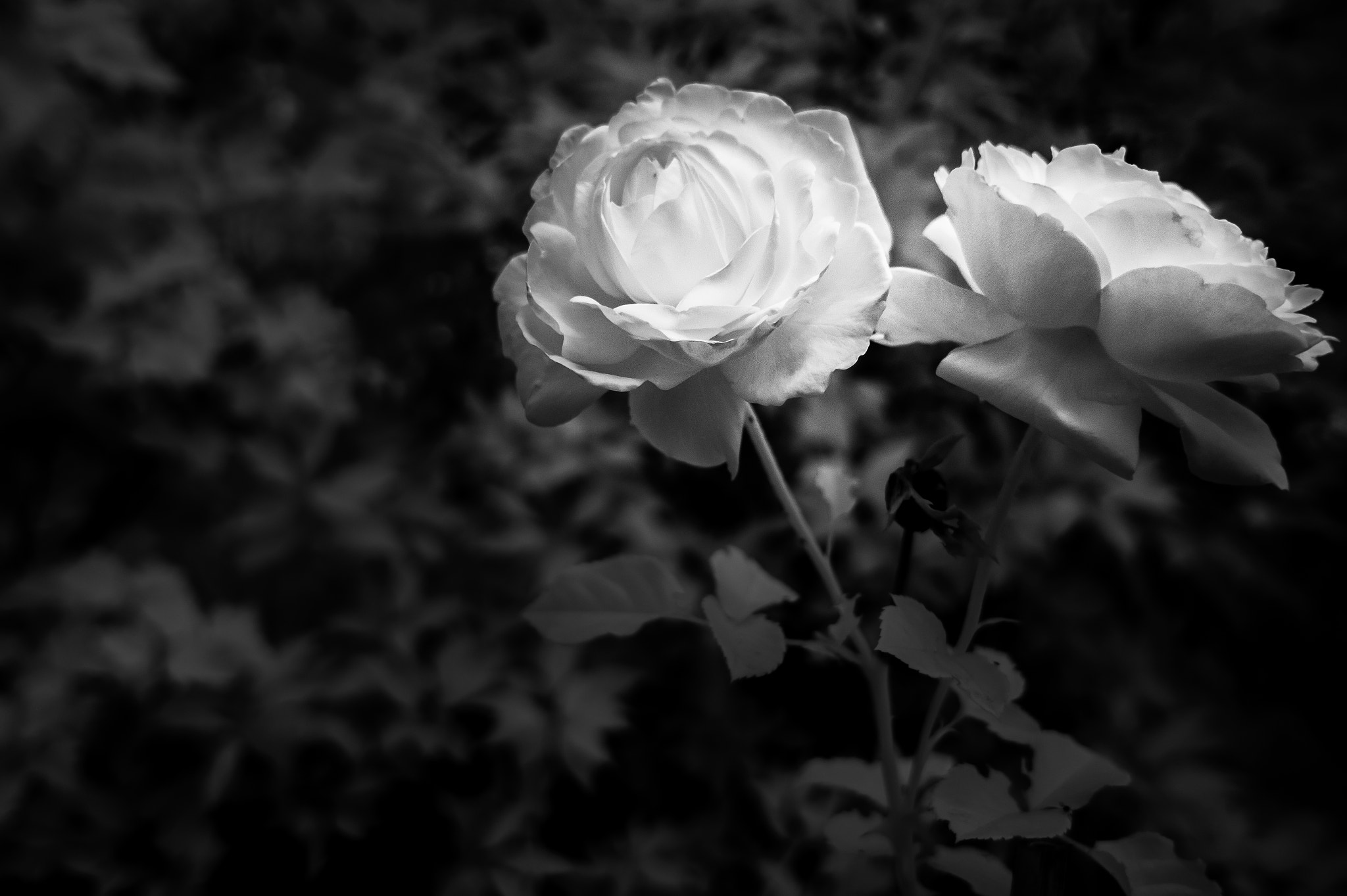Sony Alpha a3000 sample photo. Roses in infrared photography