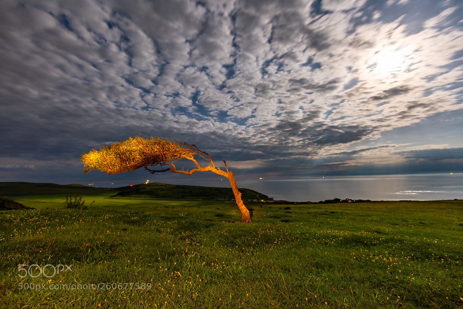 Nikon D810 sample photo. The tree photography