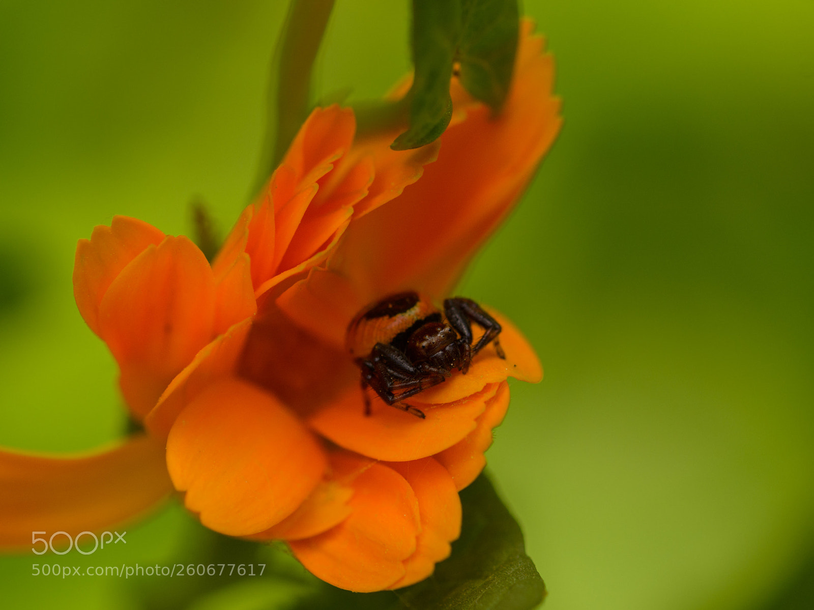 Nikon D7100 sample photo. Synema globosum photography