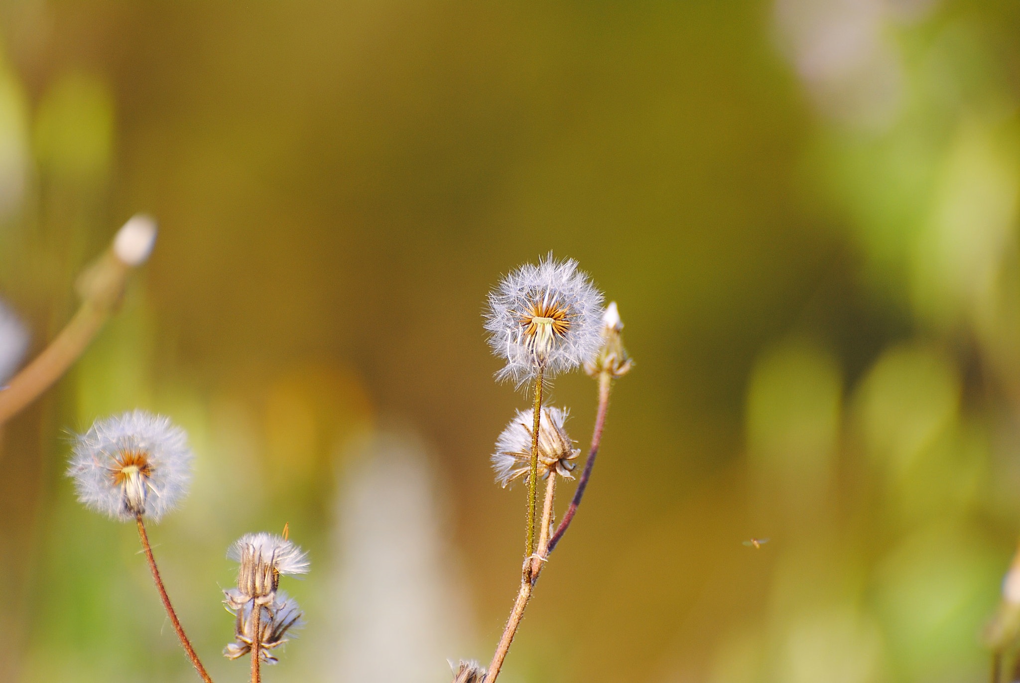 Nikon D3000 sample photo. Fiori photography