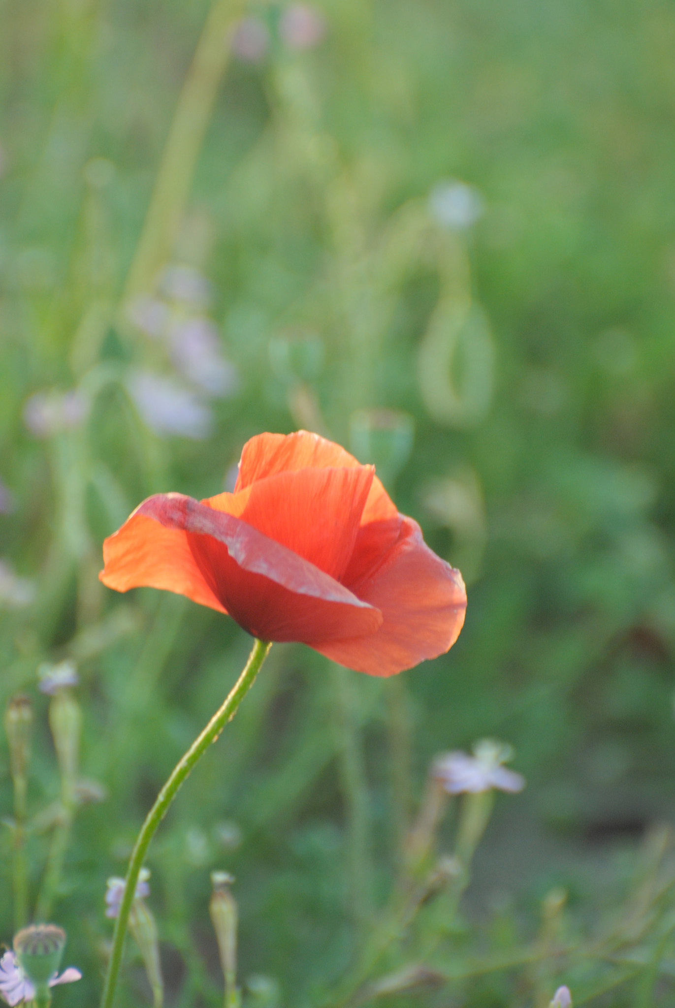 Nikon D3000 sample photo. Papavero photography